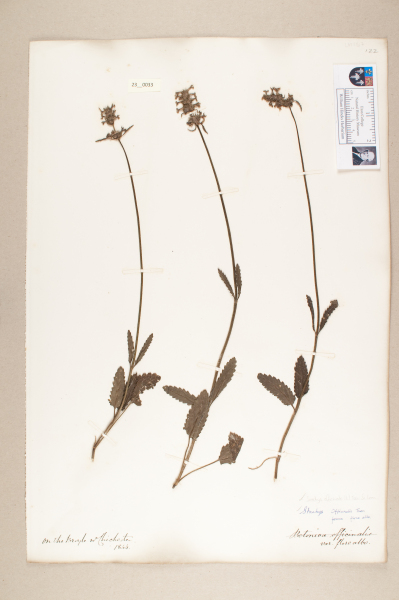 NHM_HH_23.33-2010 image NHM_HH_23.33-2010