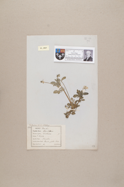 NHM_HH_10.67-2010 image NHM_HH_10.67-2010