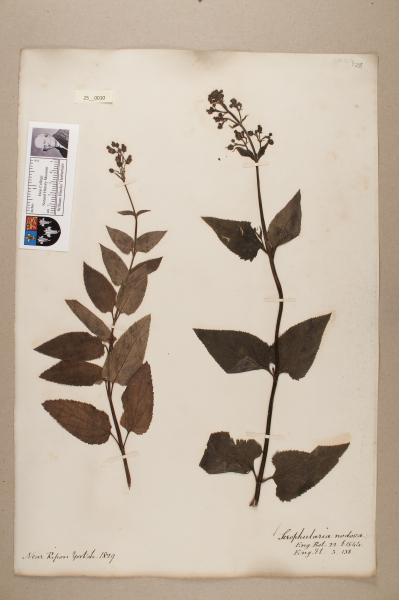 NHM_HH_25.10-2010 image NHM_HH_25.10-2010