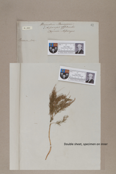 NHM_HH_38.44-2010 image NHM_HH_38.44-2010