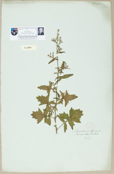 NHM_HH_11.4-2010 image NHM_HH_11.4-2010