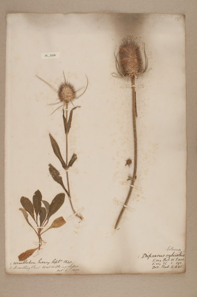 NHM_HH_26.104-2010 image NHM_HH_26.104-2010