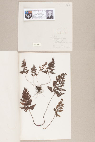 NHM_HH_4.79-2010 image NHM_HH_4.79-2010