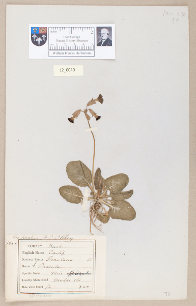 NHM_HH_12.40-2010 image NHM_HH_12.40-2010