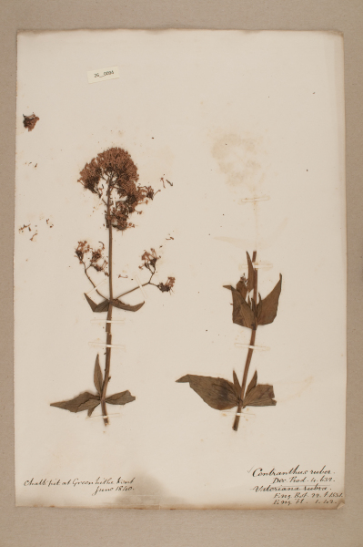 NHM_HH_26.94-2010 image NHM_HH_26.94-2010