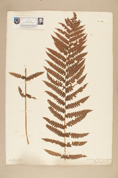 NHM_HH_41.119-2010 image NHM_HH_41.119-2010