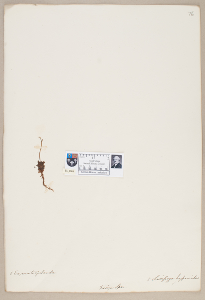 NHM_HH_13.5-2010 image NHM_HH_13.5-2010