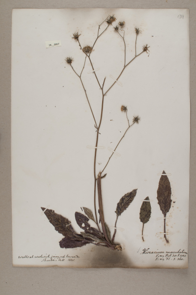 NHM_HH_28.67-2010 image NHM_HH_28.67-2010