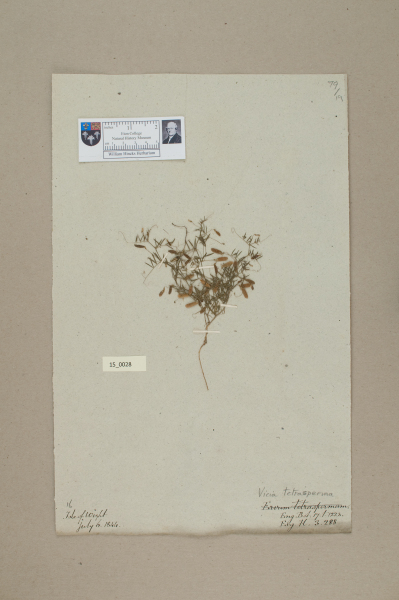 NHM_HH_15.28-2010 image NHM_HH_15.28-2010