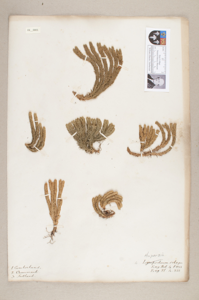 NHM_HH_3.1-2010 image NHM_HH_3.1-2010