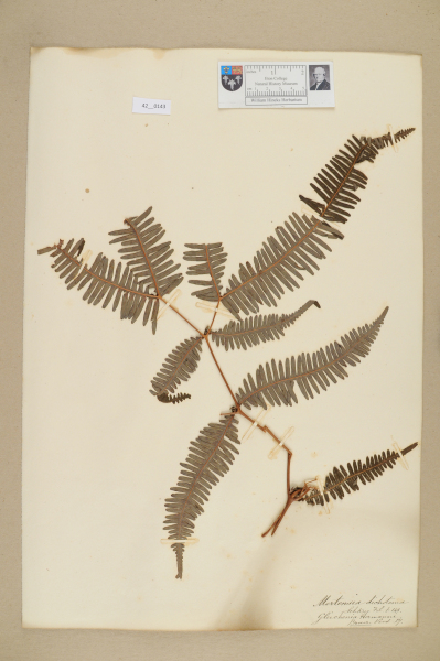 NHM_HH_42.143-2010 image NHM_HH_42.143-2010