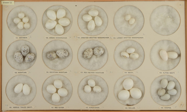 NHM-NE.11-2015 image NHM-NE.11-2015