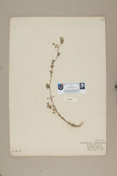 NHM_HH_16.5-2010 image NHM_HH_16.5-2010