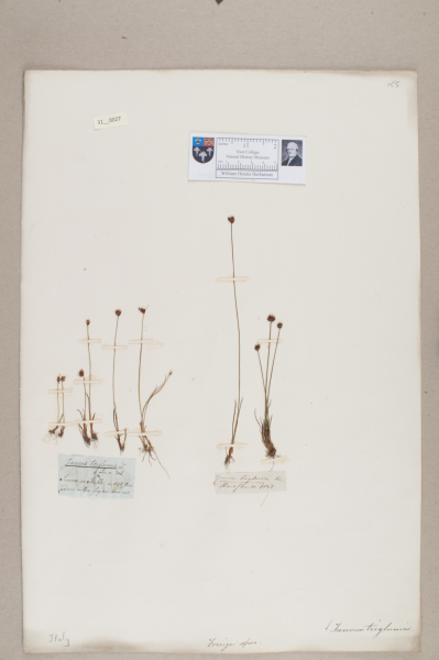 NHM_HH_31.27-2010 image NHM_HH_31.27-2010