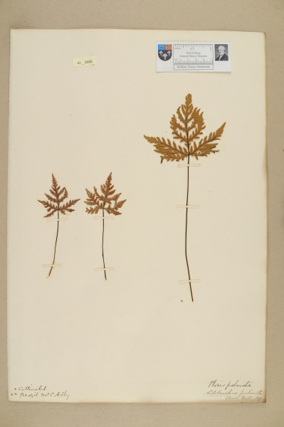 NHM_HH_42.86-2010 image NHM_HH_42.86-2010