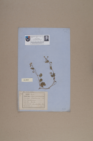 NHM_HH_19.10-2010 image NHM_HH_19.10-2010