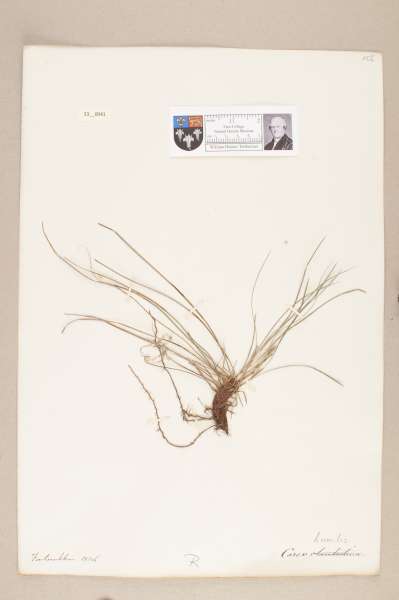 NHM_HH_33.41-2010 image NHM_HH_33.41-2010