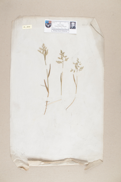 NHM_HH_45.16-2010 image NHM_HH_45.16-2010