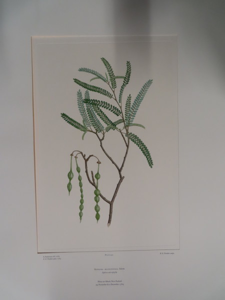 image FDA-E.2916_21_11-2016-A