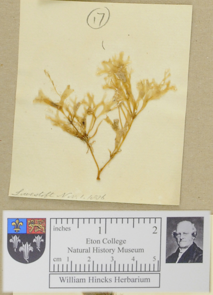 NHM_HH_1.17-2010 image NHM_HH_1.17-2010