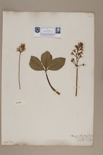 NHM_HH_20.25-2010 image NHM_HH_20.25-2010