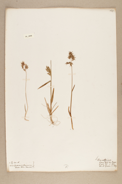 image NHM_HH_34.48-2010