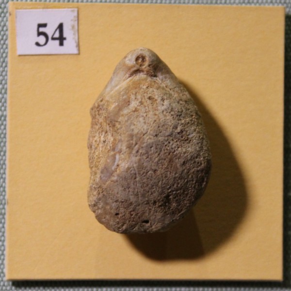 NHM.515-2017 image NHM.515-2017