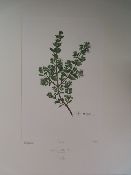 FDA-E.2916_6_24-2016-A image FDA-E.2916_6_24-2016-A