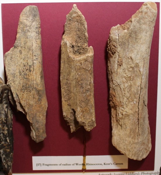 NHM.188-2016 image NHM.188-2016