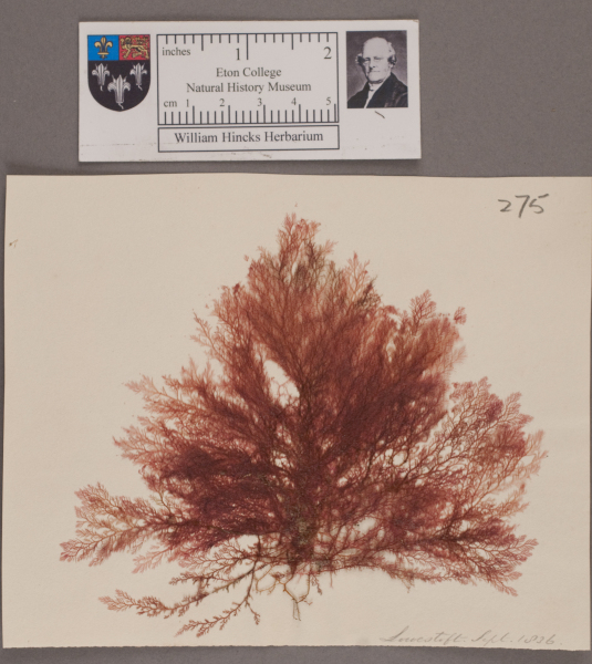 image NHM_HH_1.275-2010