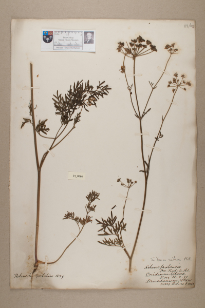 NHM_HH_21.66-2010 image NHM_HH_21.66-2010