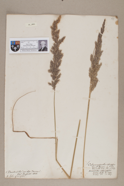 NHM_HH_35.61-2010 image NHM_HH_35.61-2010