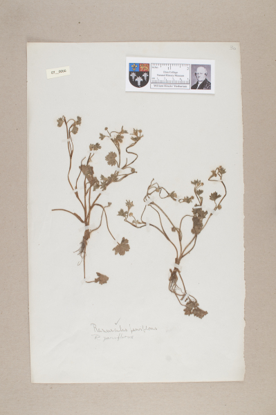 NHM_HH_7.66-2010 image NHM_HH_7.66-2010