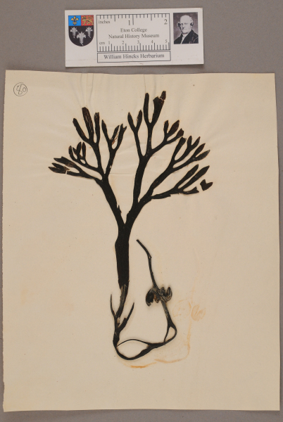 NHM_HH_1.80-2010 image NHM_HH_1.80-2010