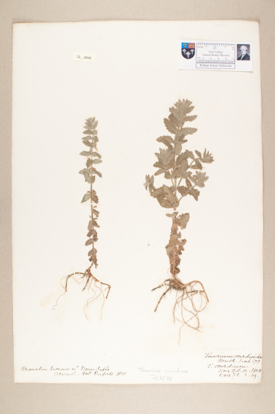 NHM_HH_23.46-2010 image NHM_HH_23.46-2010