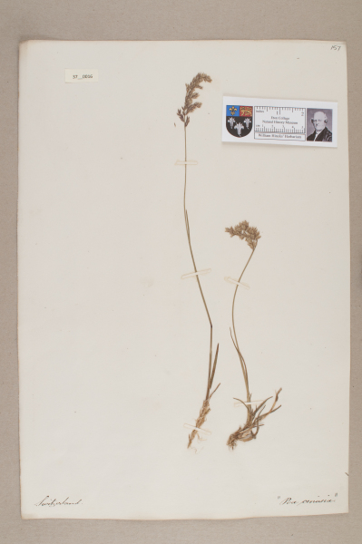 NHM_HH_37.16-2010 image NHM_HH_37.16-2010