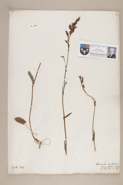 NHM_HH_8.66-2010 image NHM_HH_8.66-2010