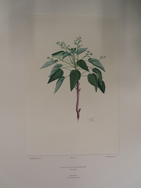 FDA-E.2916_31_11-2016 image FDA-E.2916_31_11-2016