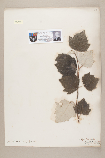 NHM_HH_10.76-2010 image NHM_HH_10.76-2010