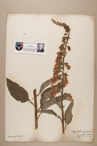 NHM_HH_25.2-2010 image NHM_HH_25.2-2010