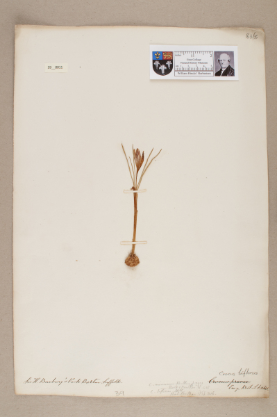 NHM_HH_39.11-2010 image NHM_HH_39.11-2010