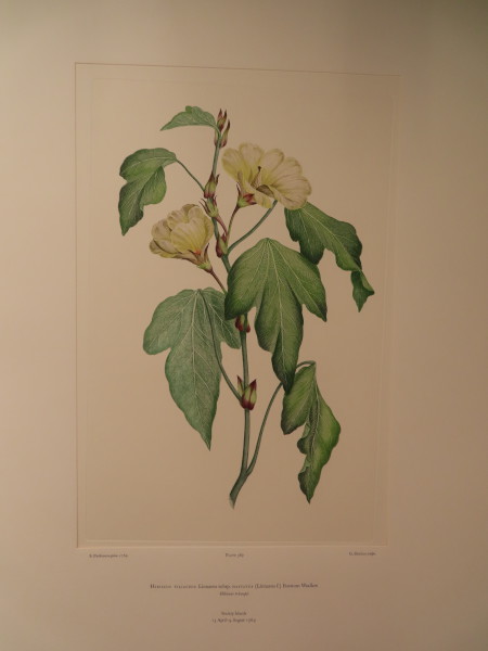 image FDA-E.2916_28_8-2016