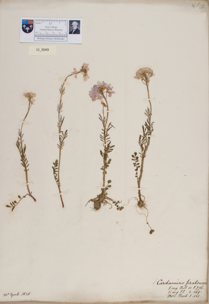 NHM_HH_11.49-2010 image NHM_HH_11.49-2010