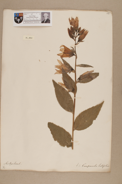 NHM_HH_26.12-2010 image NHM_HH_26.12-2010