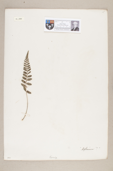 NHM_HH_4.88-2010 image NHM_HH_4.88-2010