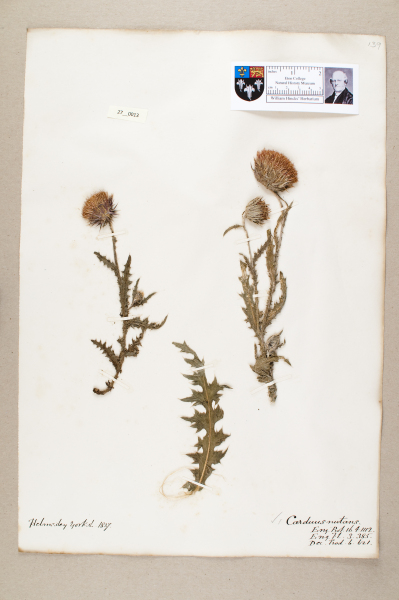 NHM_HH_27.13-2010 image NHM_HH_27.13-2010