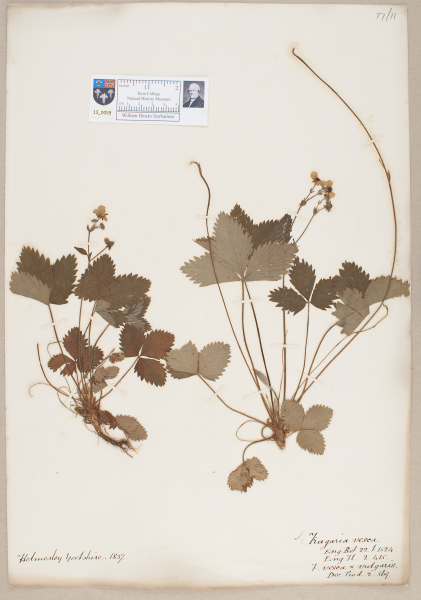 NHM_HH_13.59-2010 image NHM_HH_13.59-2010