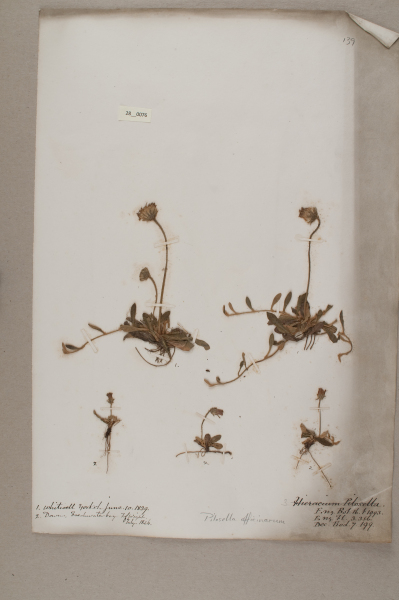 NHM_HH_28.76-2010 image NHM_HH_28.76-2010