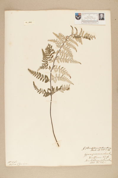 NHM_HH_41.62-2010 image NHM_HH_41.62-2010