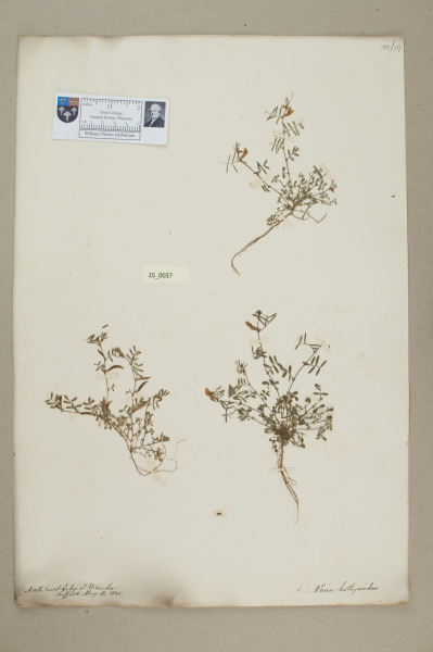 NHM_HH_15.37-2010 image NHM_HH_15.37-2010